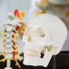Lebensgroß Schädel Anatomie Modell Skelett Anatomisches Produktbild-Vorschau 6
