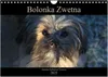Bolonka Zwetna 2025 (Wandkalender 2025 DIN A4 quer), Produktbild-Vorschau 1