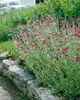 Lychnis coronaria, Lichtnelke, silbrig-grau, ca. 9x9 cm Produktbild-Vorschau 14