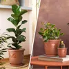 A split image showing two different potted plants. The left side features a tall fiddle-leaf fig plant in a terracotta pot. The right side shows a jade plant and a small cactus in similar terracotta pots, placed on a book on a table. Produktbild-Vorschau