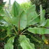 Banane éthiopienne (Ensete ventricosum)  - 5 graines Voir les images du produit 1