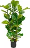Ficus lyrata - figa skrzypcowa - ro?lina soliterowa - ok. Podgląd zdjęcia produktu 1