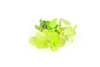 Origanum vulgare 'Aureum', Goldmajoran, aromatisch, ca. 9x9 Produktbild-Vorschau 10