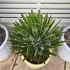 Graines exotiques - Lot de 5 - Robuste - Yucca Filifera - Voir les images du produit 6