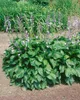 Hosta plantaginea 'Honeybells', Duftende Funkie, ca. 11x11 Produktbild-Vorschau 3