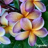 Frangipani Tekuté Hnojivo 2x1 L – 3-4-3 NPK – Pro Plumeria Náhled obrázku produktu 9