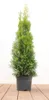 Thuja occidentalis 'Smaragd', Lebensbaum, immergrün, 60–80 Produktbild-Vorschau 1