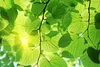 Fototapete - Green Leaves 375x250cm - Vliestapete Produktbild-Vorschau 1