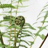 A close-up of a fern frond unfurling against a white background. Voir les images du produit