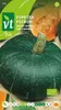 Kürbis Grün Hokkaido  Samen - Ca. 2.5 gr | VT_230 Produktbild-Vorschau 1