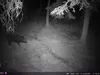 Outdoor Wildlife Hunting Trail und Wildkamera OXE Spider Produktbild-Vorschau 44