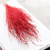 Lepidium (Lepidium sativum) - Rot Produktbild-Vorschau 4