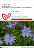SAFLAX - cikorka - Cichorium intybus - 250 Semena Náhled obrázku produktu 1