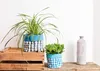 Two potted plants and a decorative bottle are displayed on wooden crates and shelves against a white background. Anteprima dell’immagine prodotto