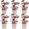 Bloomique - 6er-Set - Heuchera Micrantha Palace Purple - Produktbild-Vorschau 1