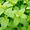 Bloomique - Zestaw 3 szt. - Melissa Officinalis - Melisa Podgląd zdjęcia produktu 5