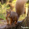 Premium Eichhörnchenfutter - (10 kg) - Natürliche Mischung Produktbild-Vorschau 2