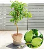 A potted almond tree with a close-up inset of unripe almonds. Produktbild-Vorschau