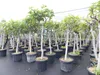 Feigenbaum 180 cm Stammumfang 14 - 20 cm, winterhart, Produktbild-Vorschau 7