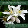 Meine Orangerie Olivenbaum Mezzo - echter Olivenbaum - 80 Produktbild-Vorschau 7
