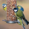 Erdnüsse mit Schale 1 KG - Vogelfutter - Große Nüsse - Produktbild-Vorschau 2