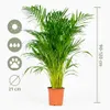 Dypsis Lutescens, Goldfruchtpalme, Palme, 100-120 cm, Topf Produktbild-Vorschau 7