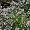 6 ks: Astry 'Horizontalis' (Aster lateriflorus Náhľad obrázku produktu 2