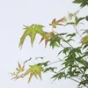 Érable du Japon - Acer palmatum 'Little Princess' - Hauteur Voir les images du produit 3