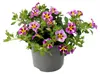 Zauberglöckchen : Mini-pétunias retombantes Calibrachoa, Voir les images du produit 2
