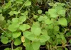 SAFLAX  - Origan - 600 graines - Origanum Voir les images du produit 9