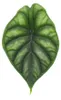 Alocasia baginda Dragon Scale - Tropenwurz - Alokasie - Produktbild-Vorschau 3