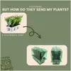 Plants by Frank | 72 Stechpalme Pflanzen | Ilex Crenata Produktbild-Vorschau 6