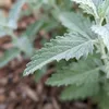 Bloomique - Zestaw 6 sztuk - Perovskia Blue Spire - Podgląd zdjęcia produktu 2