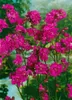 Lychnis chalcedonica, Burning Love, jasnoczerwona, doniczka Podgląd zdjęcia produktu 3