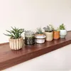 Mieszanka sukulentów - 6 szt - Succulent Mix - Wysokość Podgląd zdjęcia produktu 5