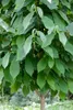 Indianerbanane 80-100 cm, im Topf - Asimina triloba Produktbild-Vorschau 4
