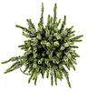 Calluna vulgaris - Set van 3 planten - Borstelhei - Productafbeelding-voorbeeld 3