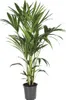 Kentiapalme Howea Forsteriana Zimmerpflanze Ø21cm 120cm Produktbild-Vorschau 1