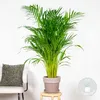 Bloomique - Dypsis Lutescens - Złota palma - Areca - Palma Podgląd zdjęcia produktu 2
