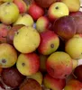 Speierling, 70-80 cm, Cont. 2 l Produktbild-Vorschau 2