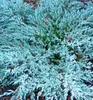 Kriechender Wacholder ´BLUE CARPET´ 30-40 cm, Cont. 2 l Produktbild-Vorschau 5