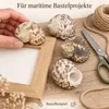Hand klebt Turbanschnecken auf Bilderrahmen für maritime Bastelprojekte Produktbild-Vorschau
