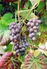 Winorośl Alden 2L Podgląd zdjęcia produktu 8