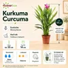 Kurkuma - Curcuma - Höhe ca. 55 cm, Topf-Ø 14 cm Produktbild-Vorschau 6