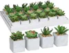 Succulenta Mica in vaso verde 8 x 5 cm Anteprima dell’immagine prodotto 1
