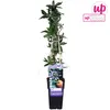 Passiflora Caerulea - ↨65Cm - Ø15 Náhľad obrázku produktu 9