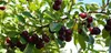 Prunus 'Porthos'® Einzigartiger Kirschstrauch, 3 Liter Topf Produktbild-Vorschau 6