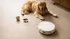 A golden retriever dog lies on a light-colored floor next to a robot vacuum cleaner, a bowl of kibble, and a toy ball. Anteprima dell’immagine prodotto