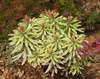 3 x Euphorbia martinii 'Ascot Rainbow‘ ® (Wolfsmilch) - Produktbild-Vorschau 2