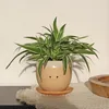 A spider plant in a cute, smiling pot sits on a textured placemat. Produktbild-Vorschau